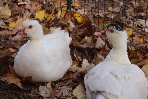 Muscovy ducks together among autumn leaves