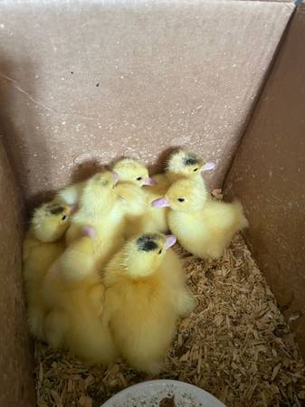 Young Muscovy ducklings resting in a box