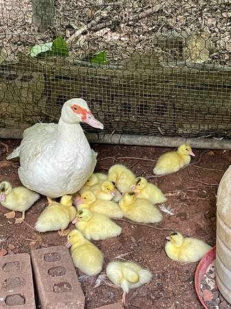 A group of Muscovy ducklings gathered together
