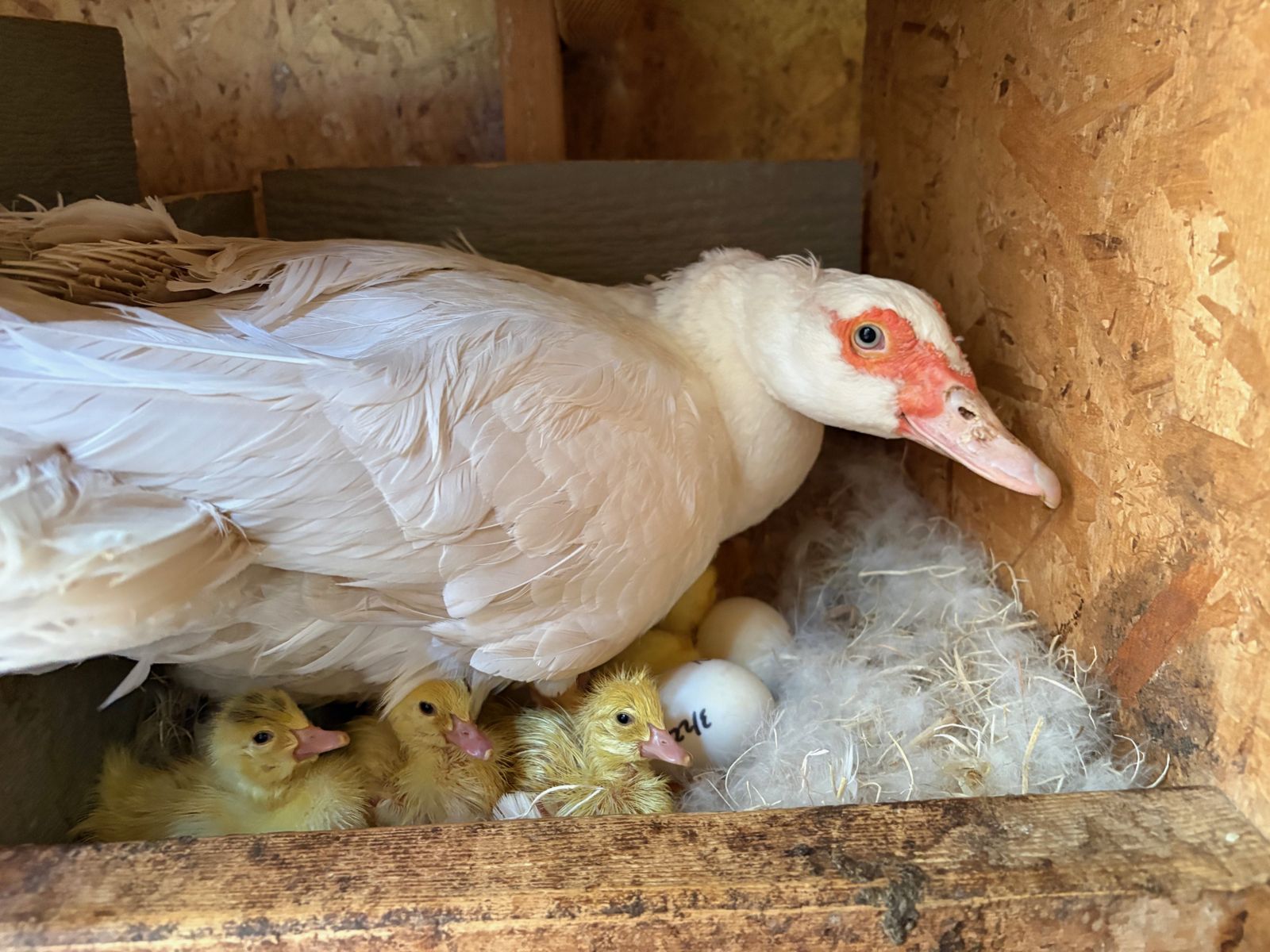 Muscovy eggs and newly hatching ducklings in a nest