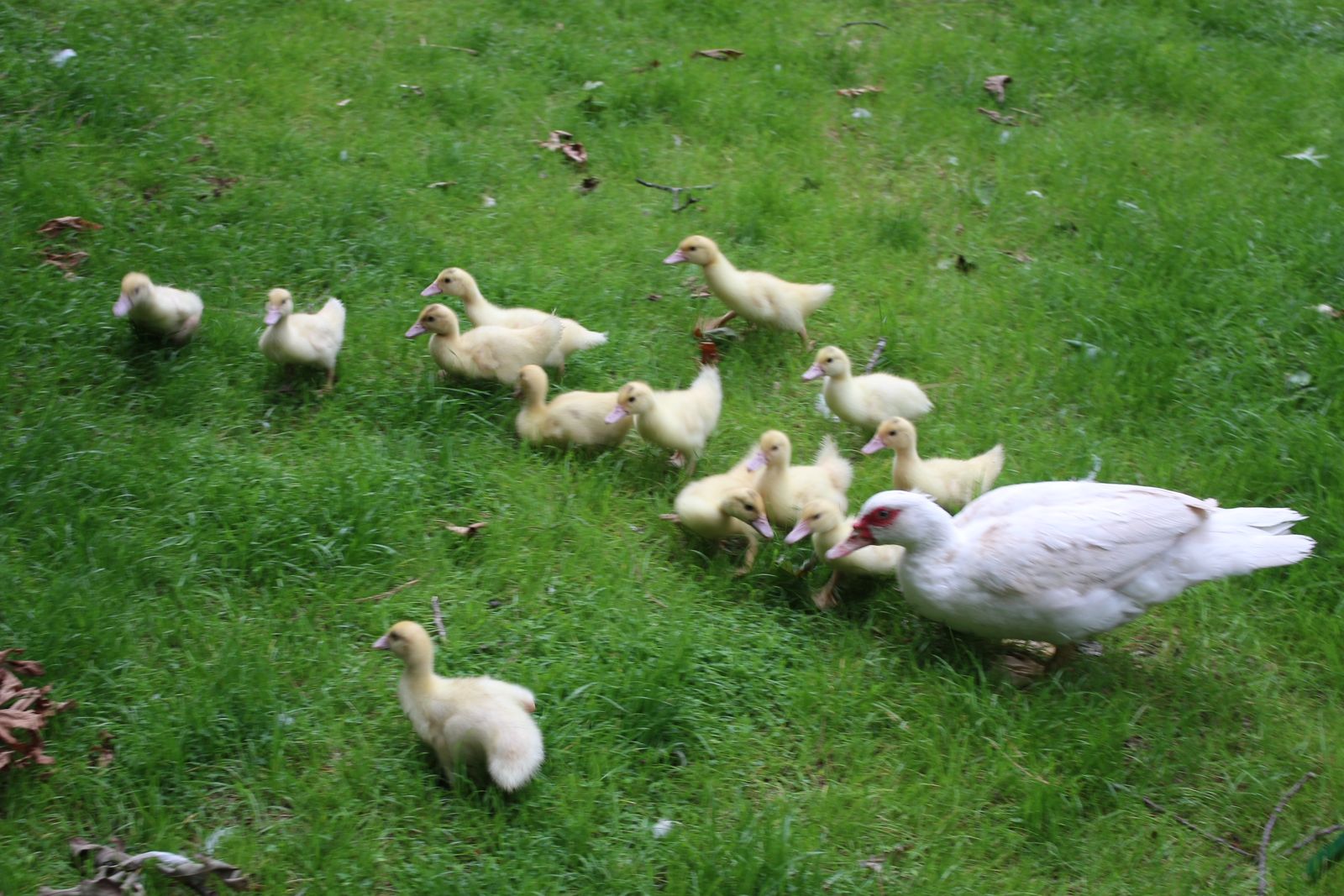 Muscovy ducklings standing in grass